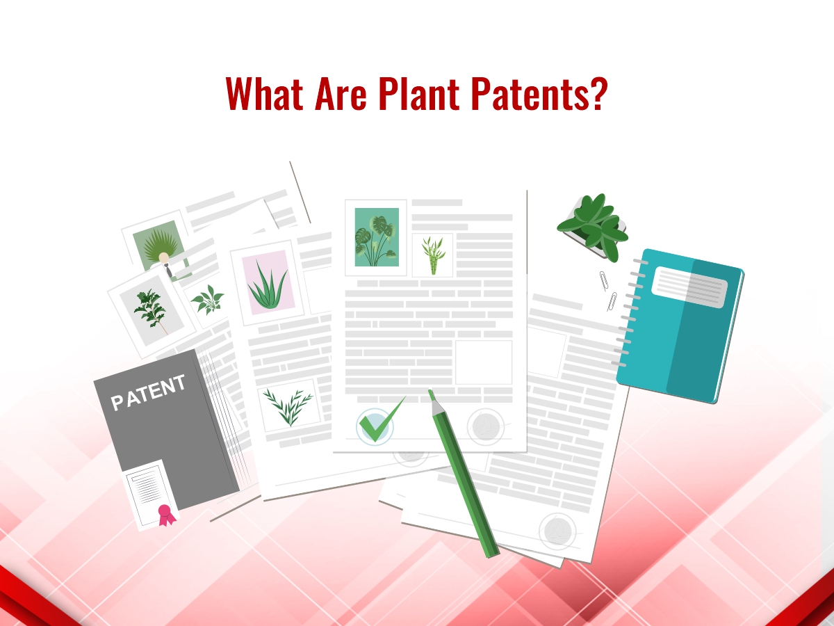 What are plant patents?