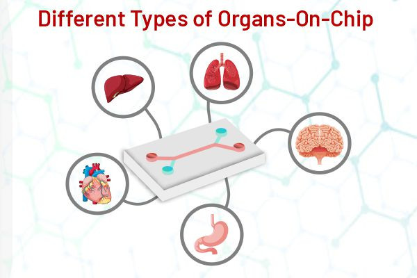 different types of organs on chip
