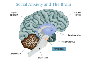 social anxiety & the brain