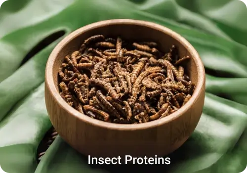 Market Demand and Strategic Opportunity Analysis for European Insect Protein in Animal Feed